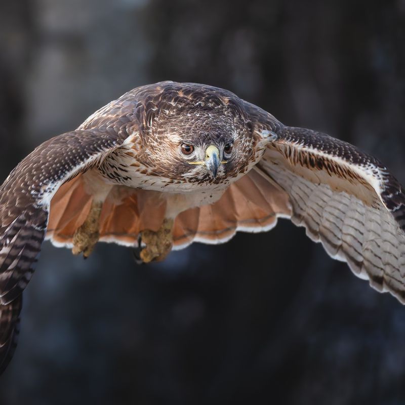 Red-Tailed Hawk