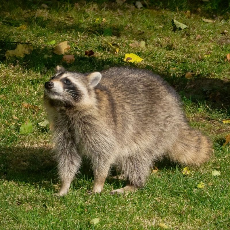 Raccoons