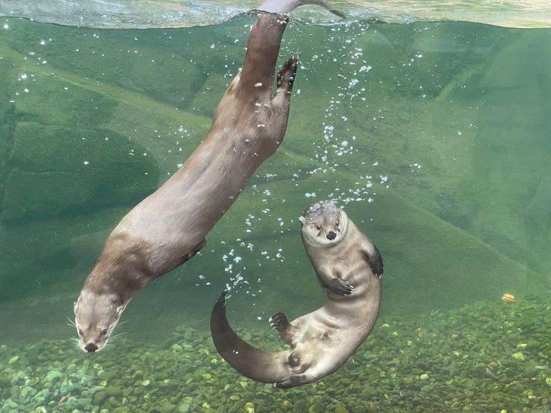 River Otters