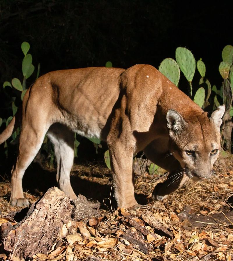 Mountain Lions