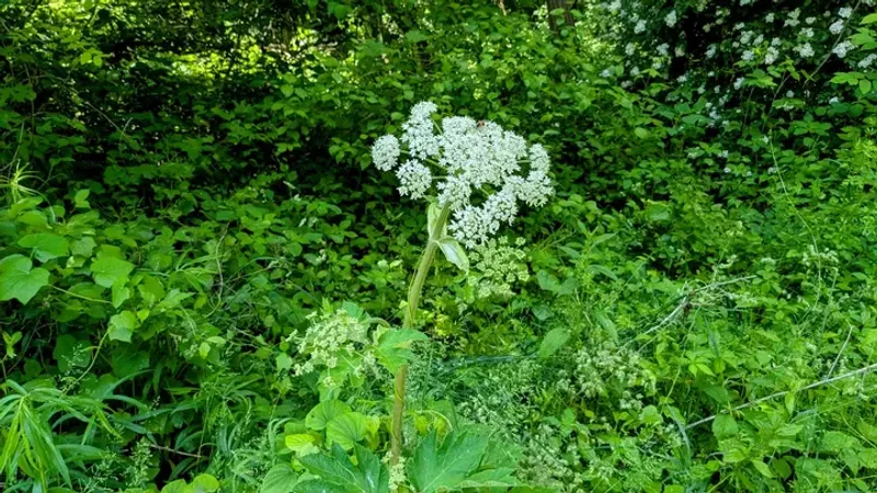 Abandoned Lots And Vacant Properties