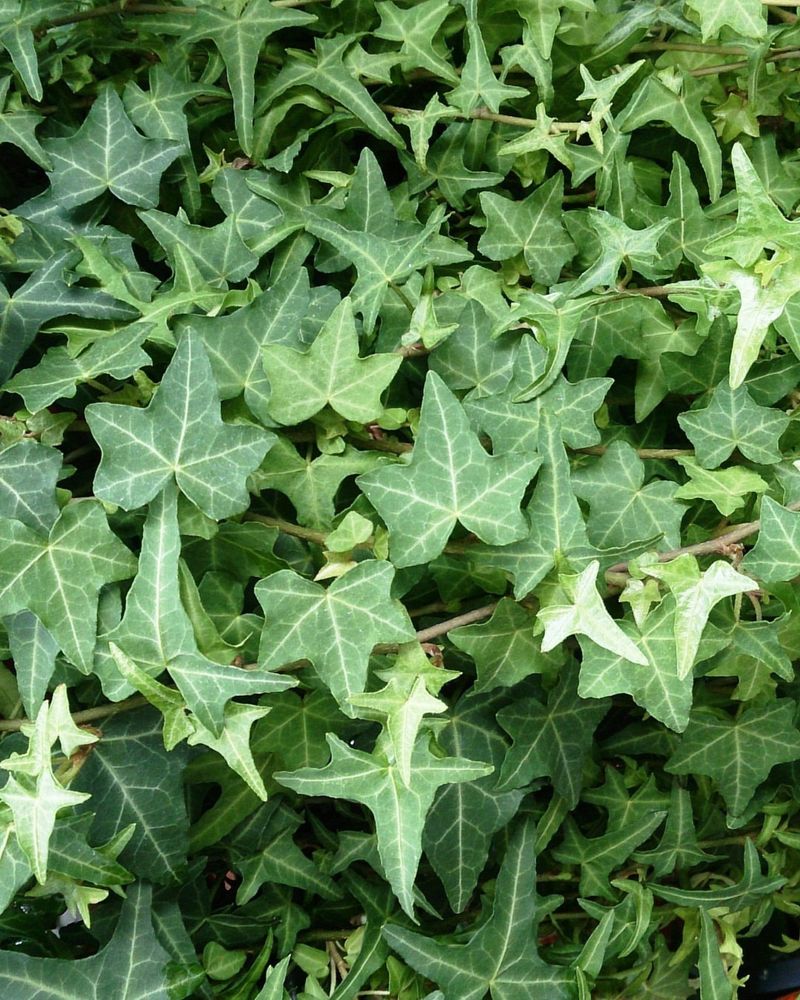 Ivy's Evergreen Nature Means Year-Round Tick Activity