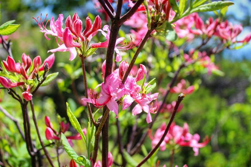 Companion Planting Possibilities