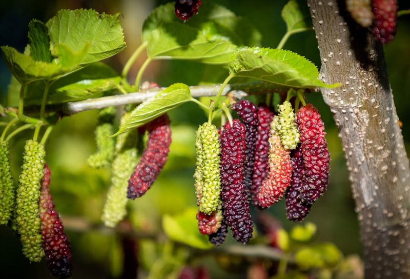 Mulberry Trees