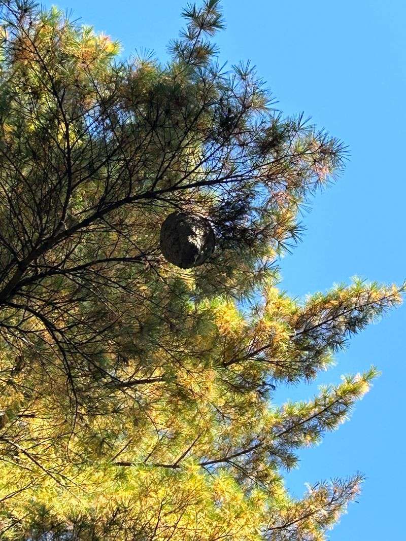 Bees or Wasps Building Hives