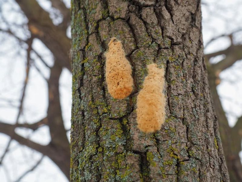 Gypsy Moth Egg Masses Look Fuzzy