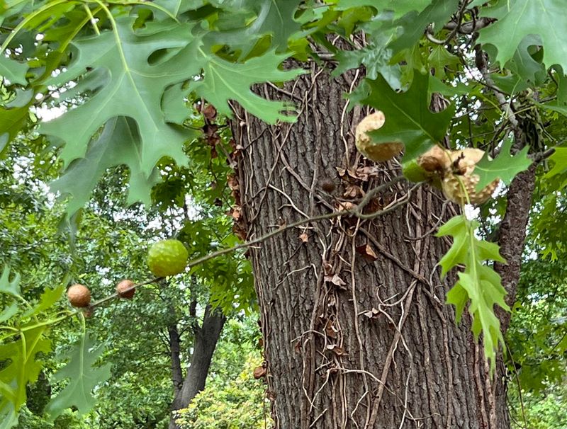 Galls Form Strange Tree Growths