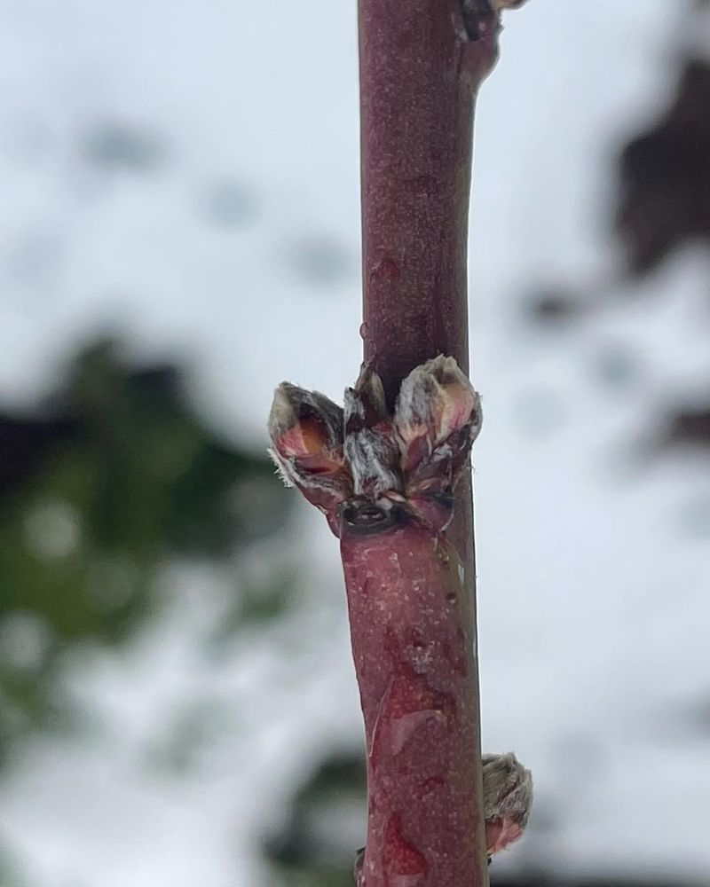 Bud Clusters From Nutrient Imbalances