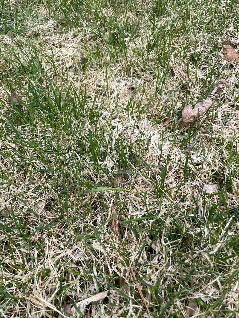 Snow Mold Risk Drops When Air Circulation Improves