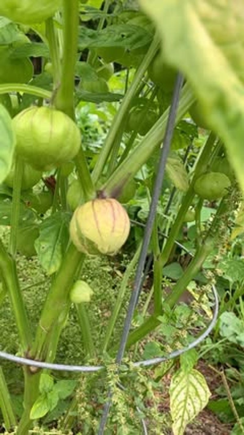 Locations Where Nightshades Grew Previously