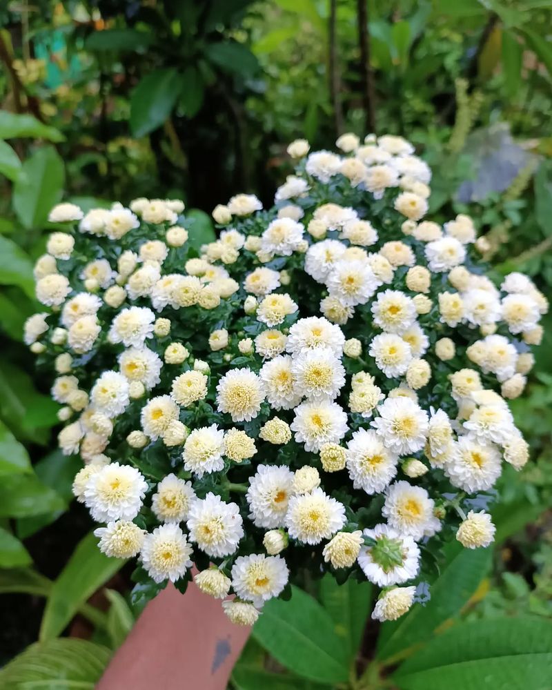 Soil Quality Affects Longevity