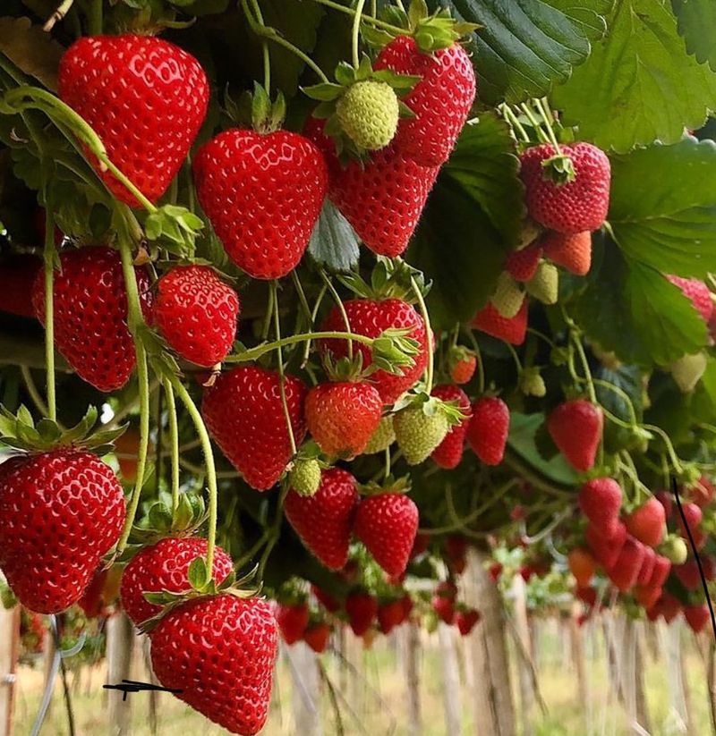 PVC Pipe Tower Gardens For Strawberries