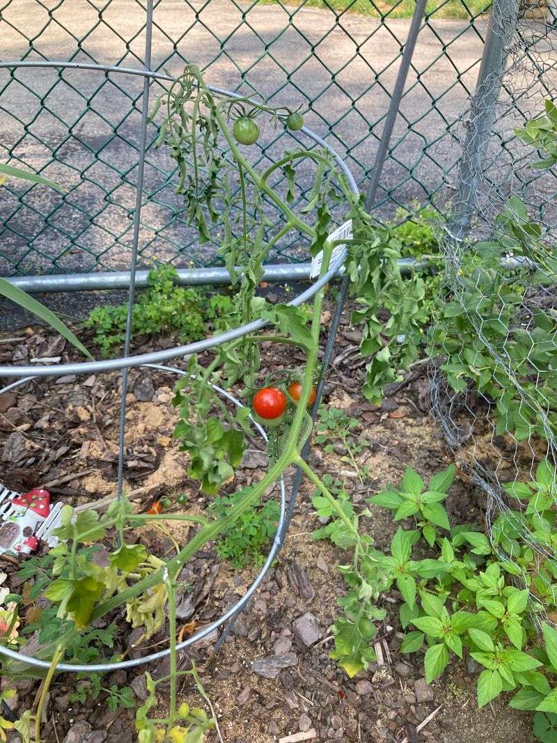 Directly Next to Black Walnut Trees