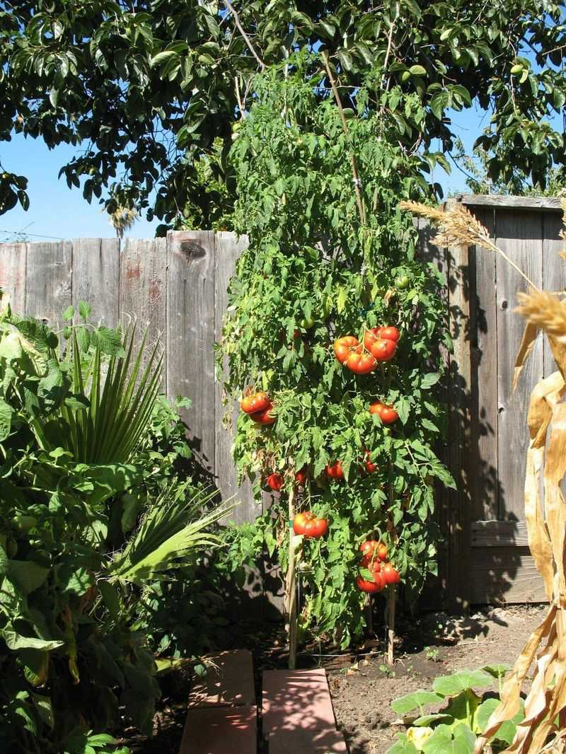 Next To Black Walnut Trees