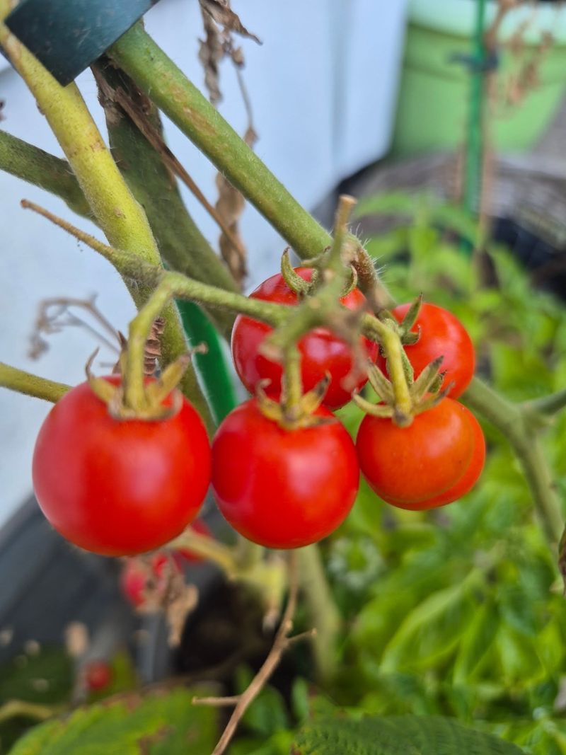 Spots Where Nightshades Grew Last Year