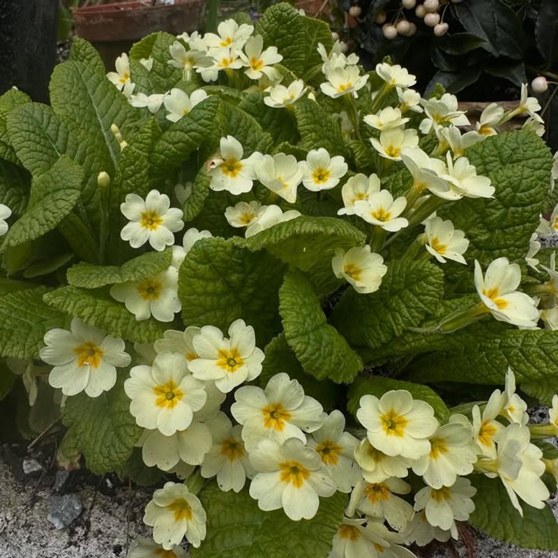 Primrose