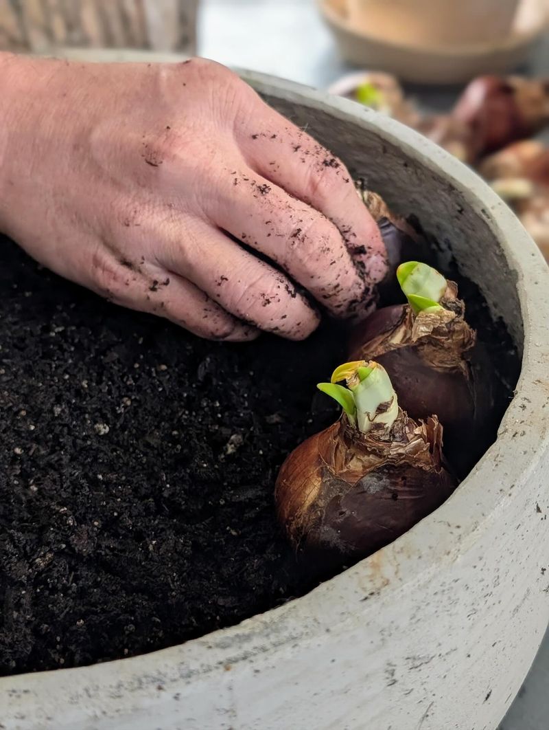 Extreme Temperature Swings Threaten Bulb Health