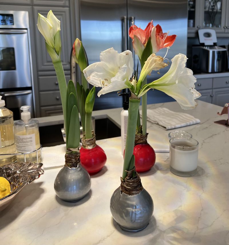 Faster Results Than Most Houseplants