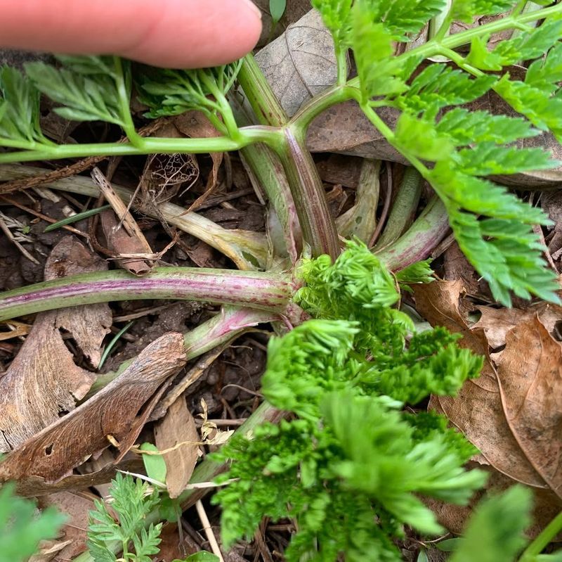 Purple Spots Are Your Warning Sign