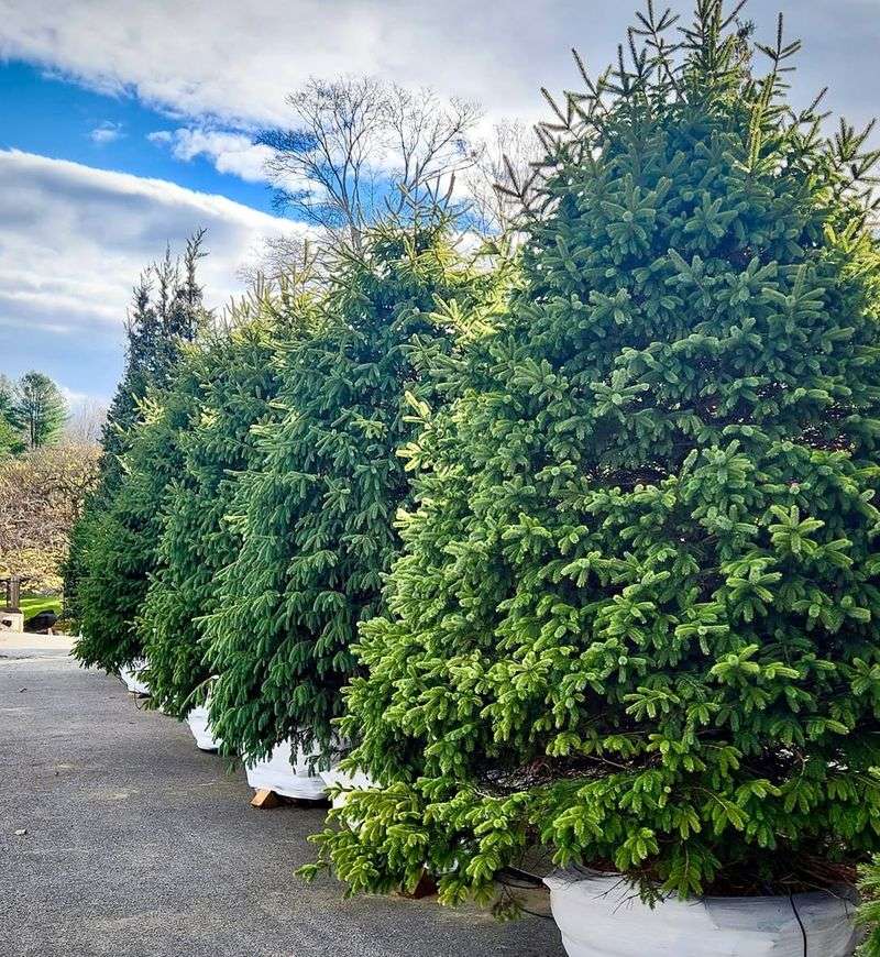 Speed Wins Over Classic Blue Spruce