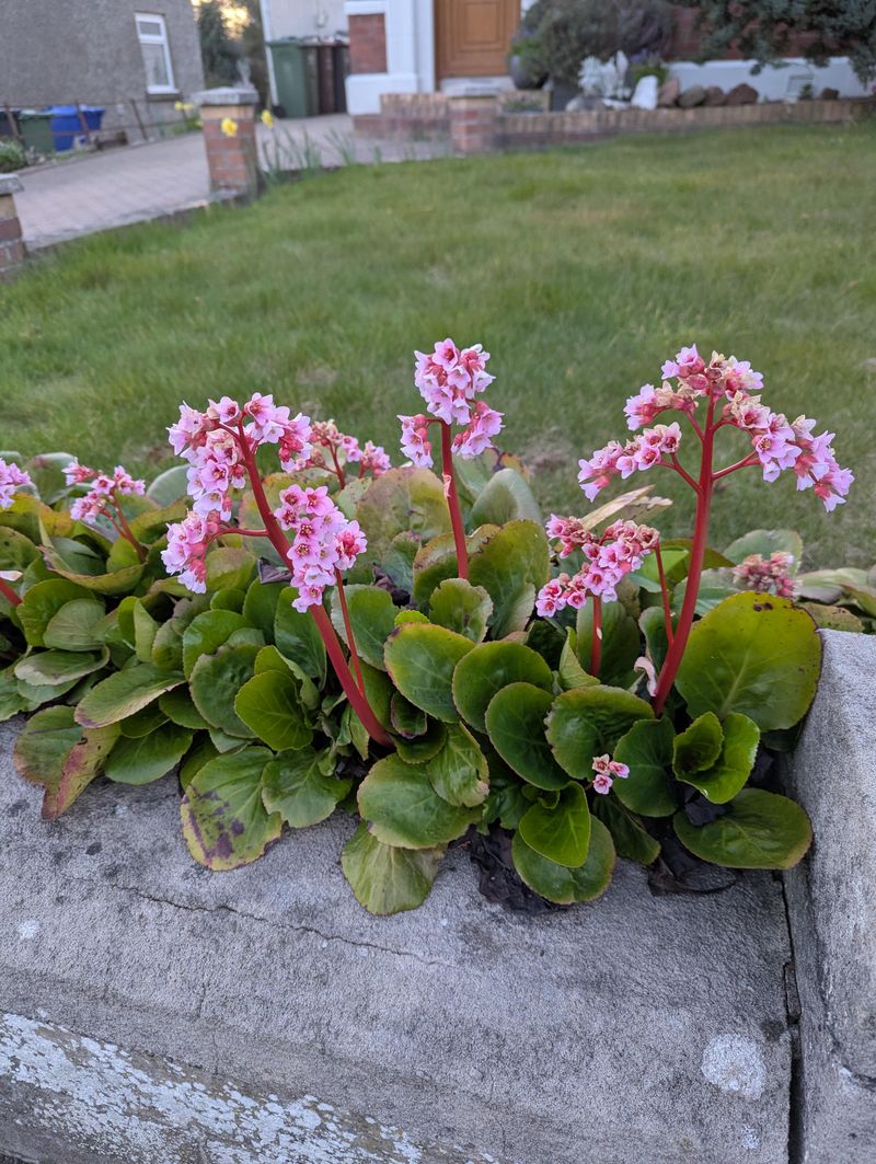 Bergenia (Pigsqueak)
