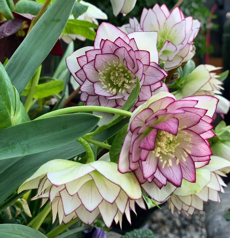 Hellebore