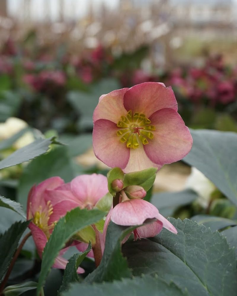 Hellebores