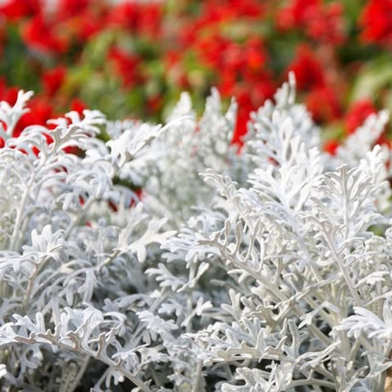 Dusty Miller
