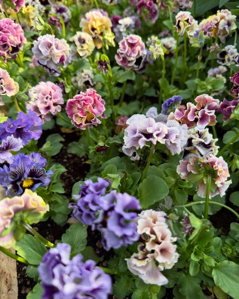 Pansies That Laugh At Frost