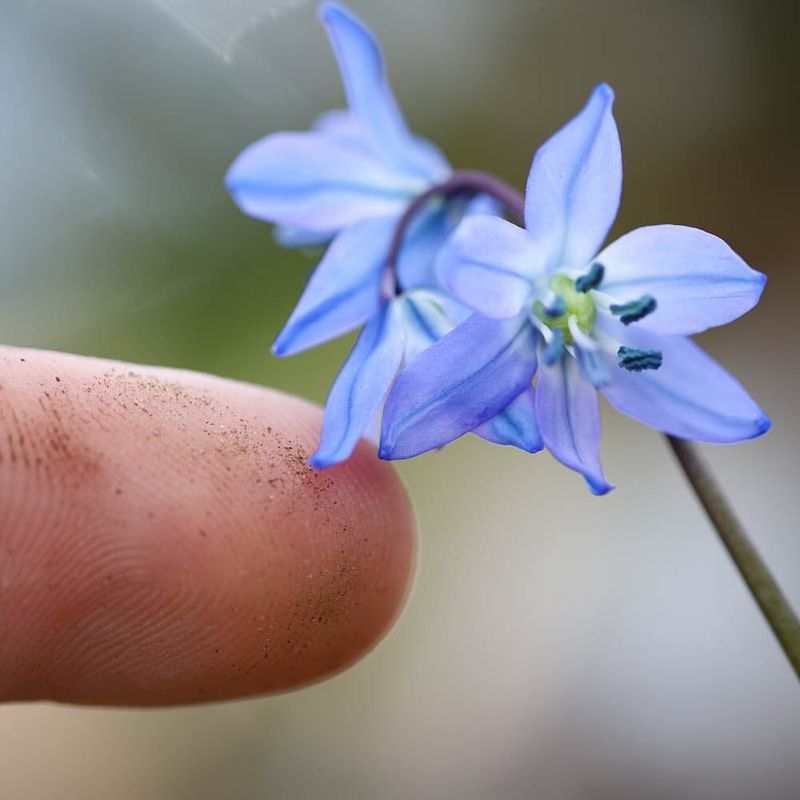 Siberian Squill