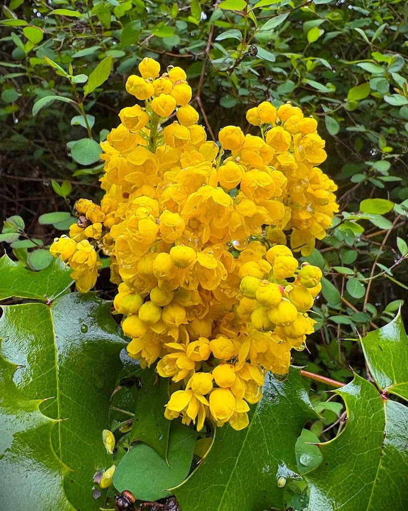Mahonia (Oregon Grape)