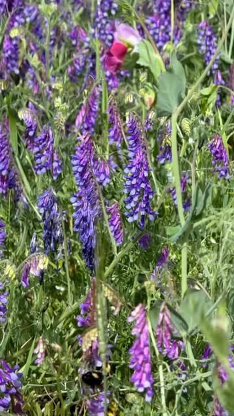 Hairy Vetch