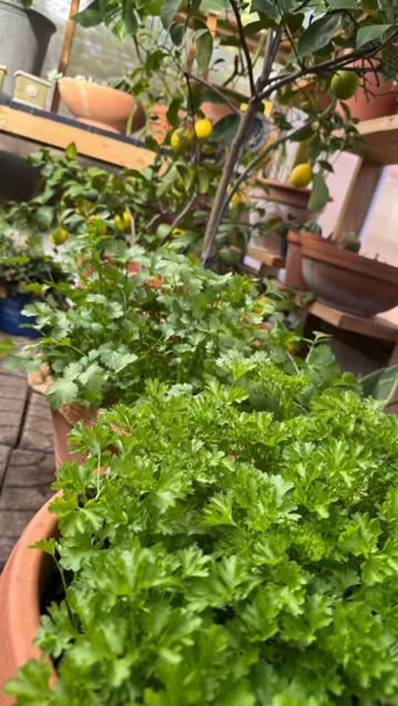 Parsley And Cilantro