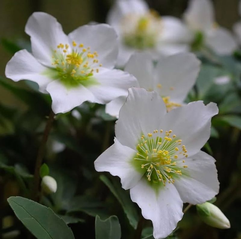 Ancient Greeks Called It The Christmas Rose