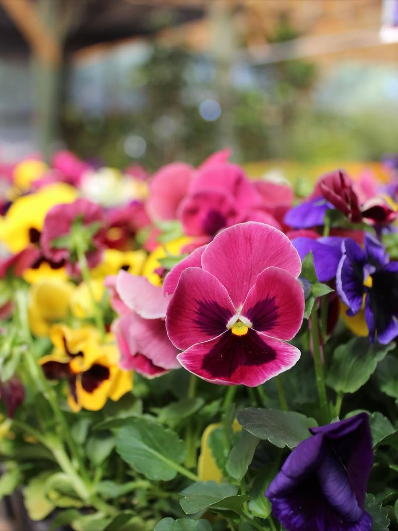 Pansies