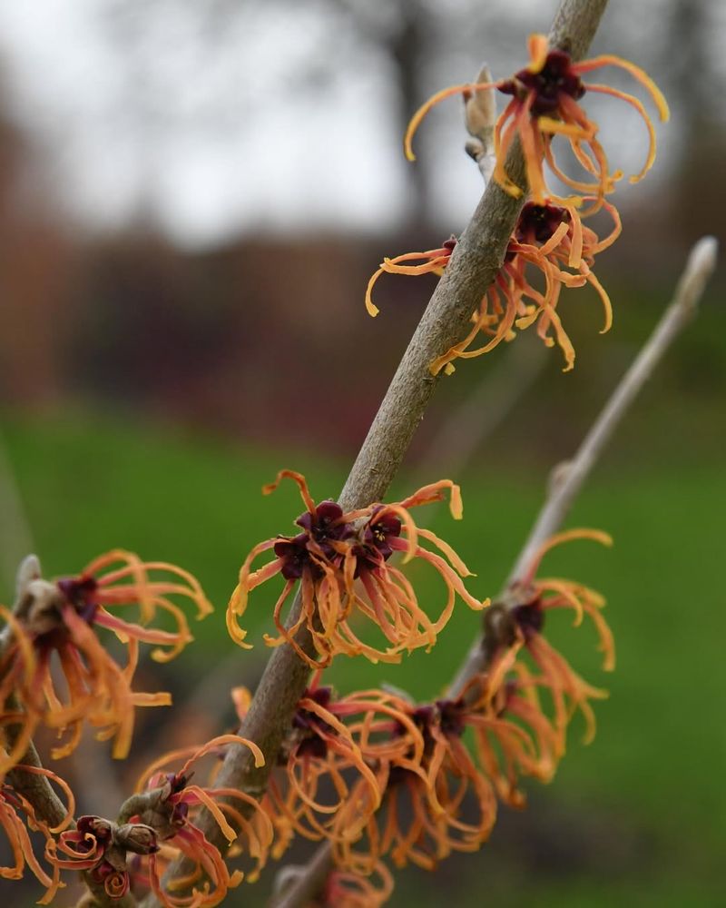 Witch Hazel (Hamamelis)