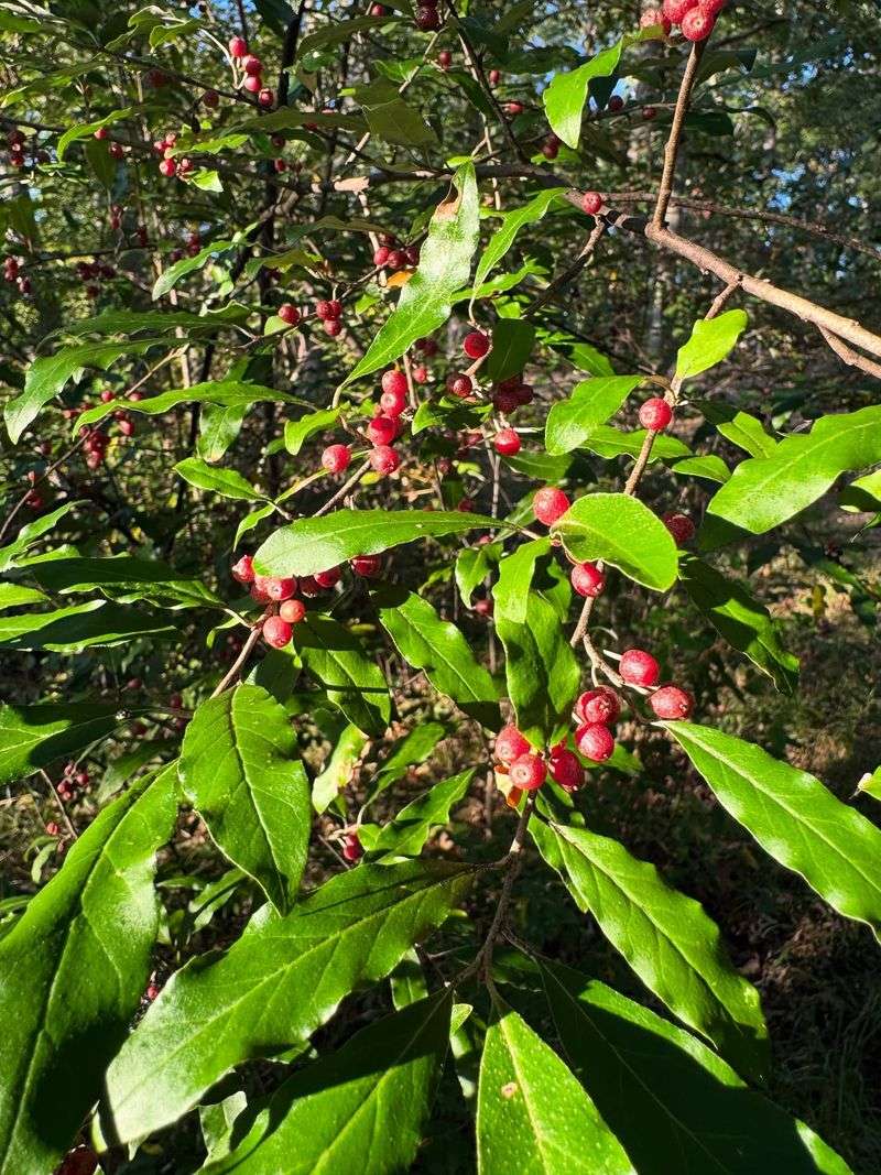 Autumn Olive