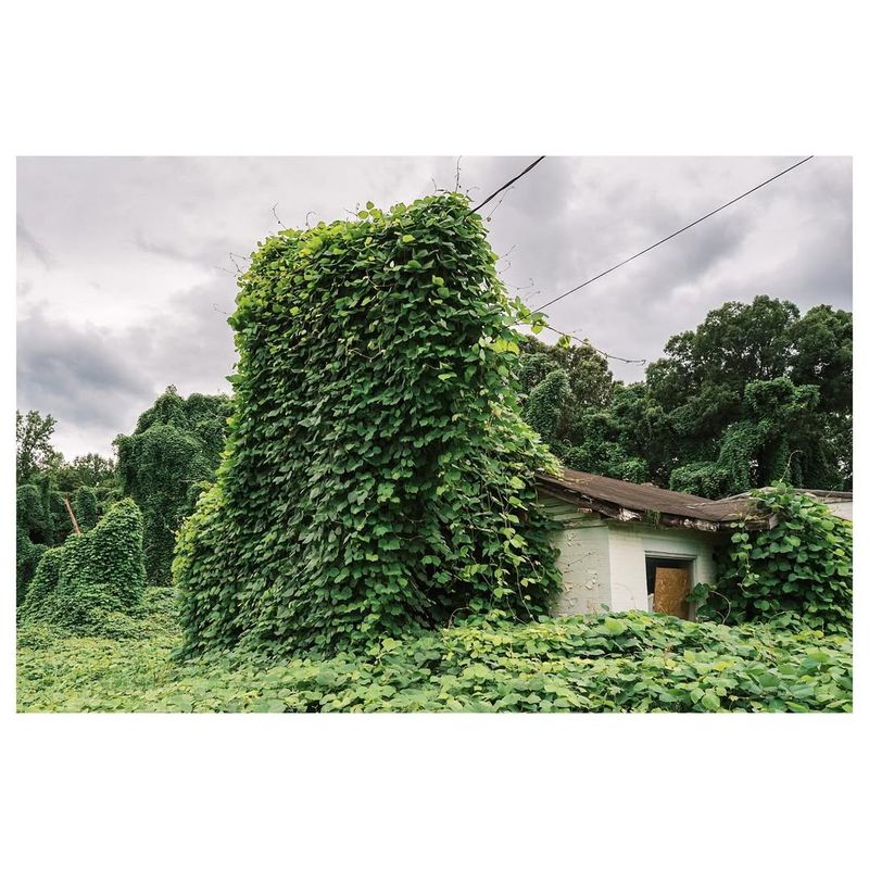 Kudzu