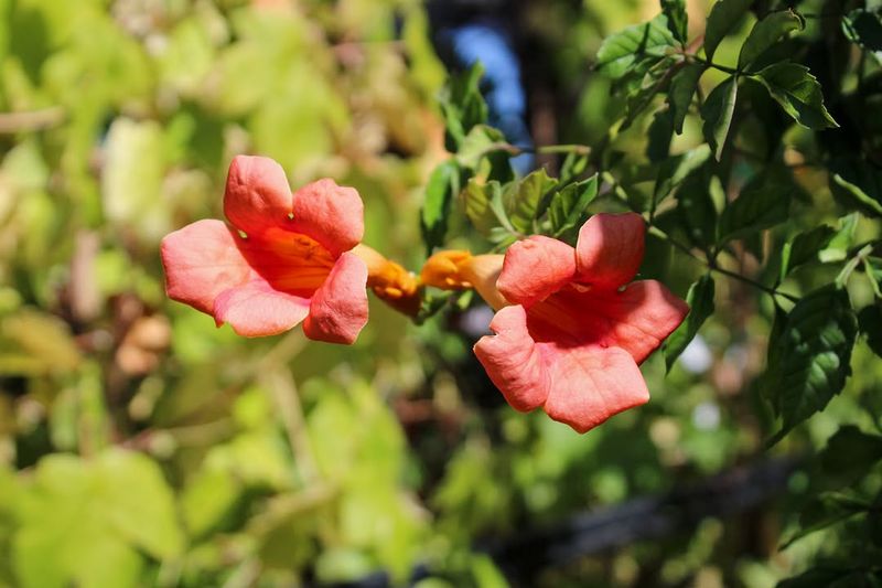 Trumpet Vine Sends Underground Runners Everywhere