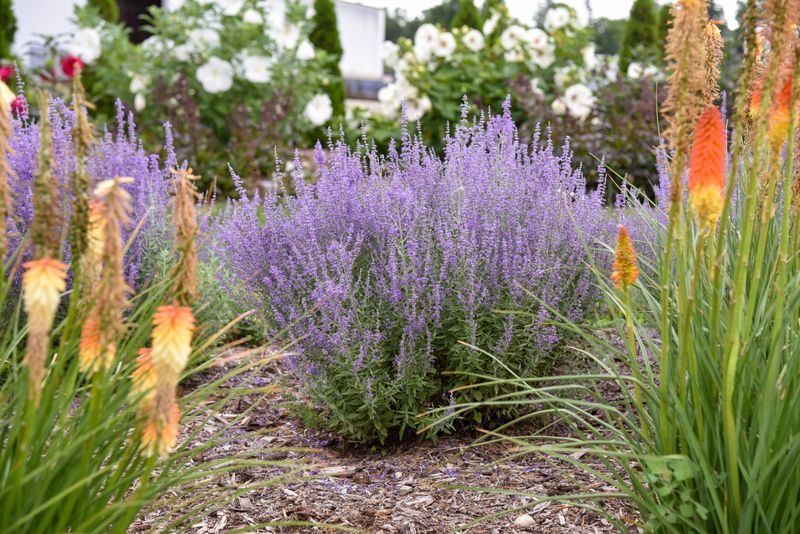 Russian Sage