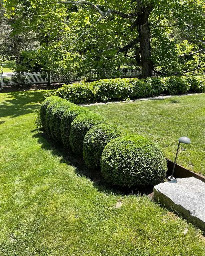 Boxwood (Buxus)