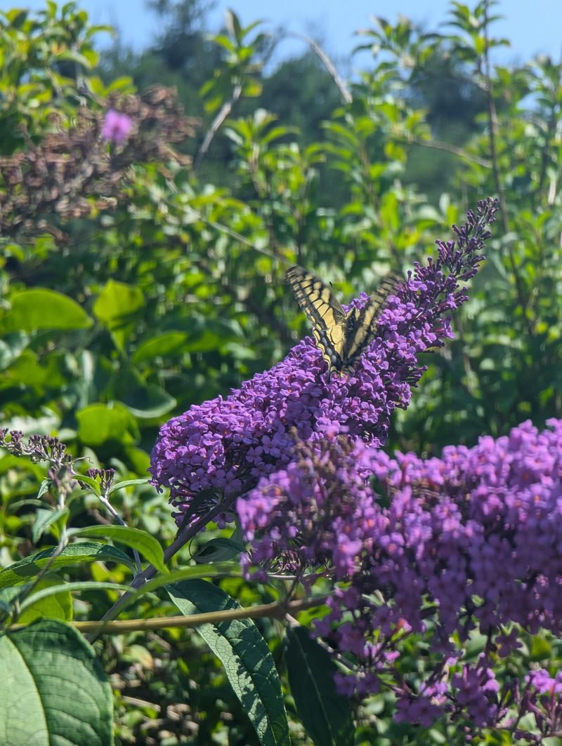 Butterfly Bush