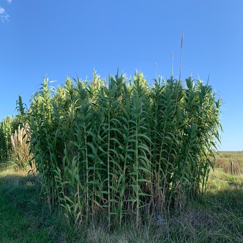 Giant Reed (Arundo donax)