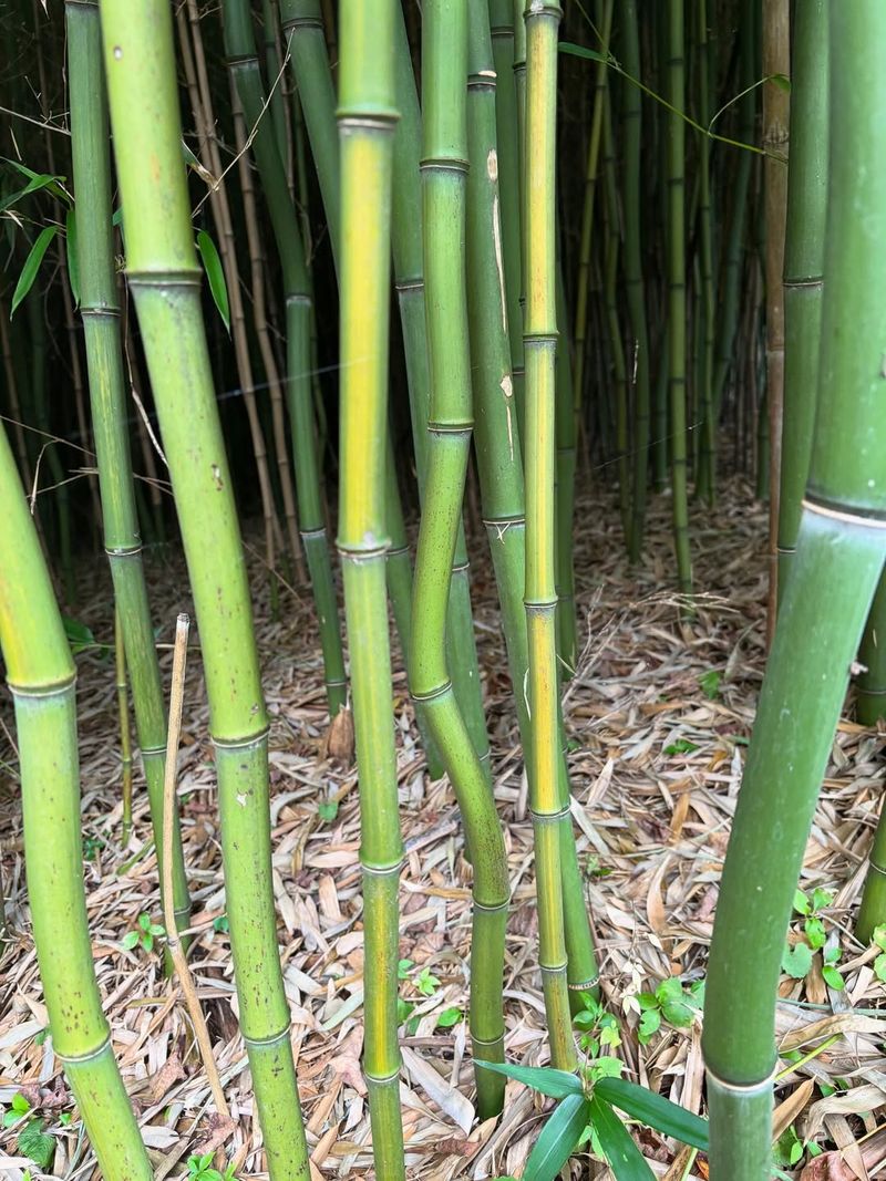 Bamboo (Running Varieties)