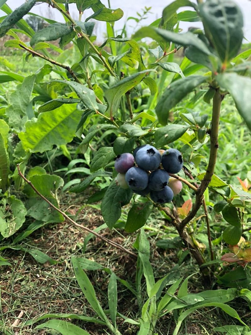 Blueberry Bushes