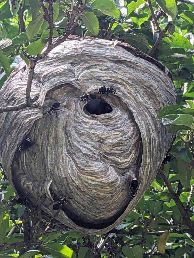 Wasp Nests Hang Like Paper Balls