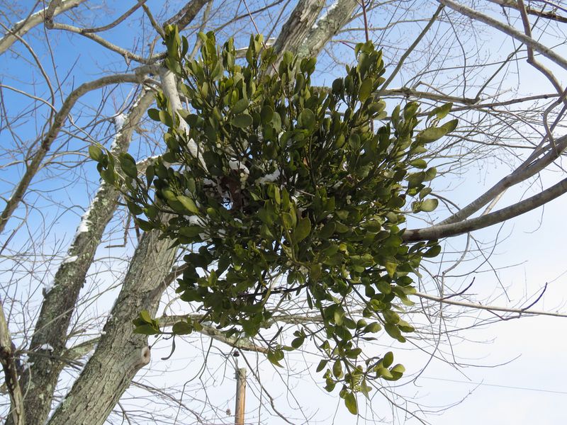Mistletoe Clumps