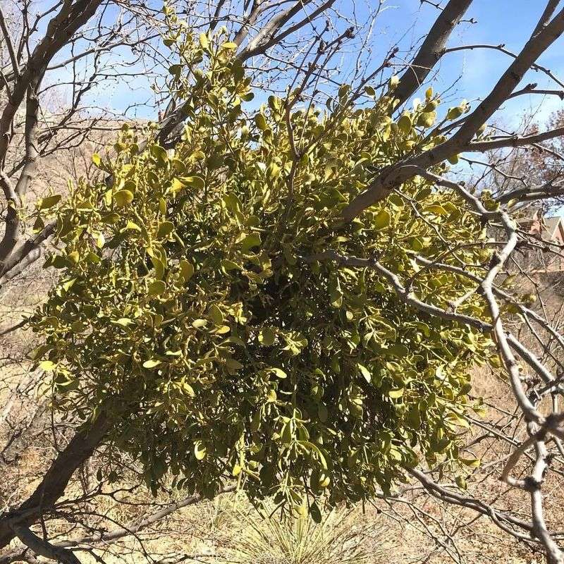 Mistletoe Clumps Stealing Nutrients