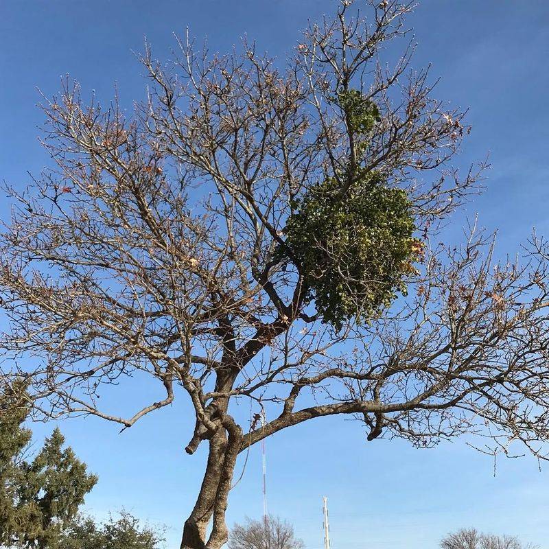 Mistletoe Clusters: Holiday Plant Gone Wild