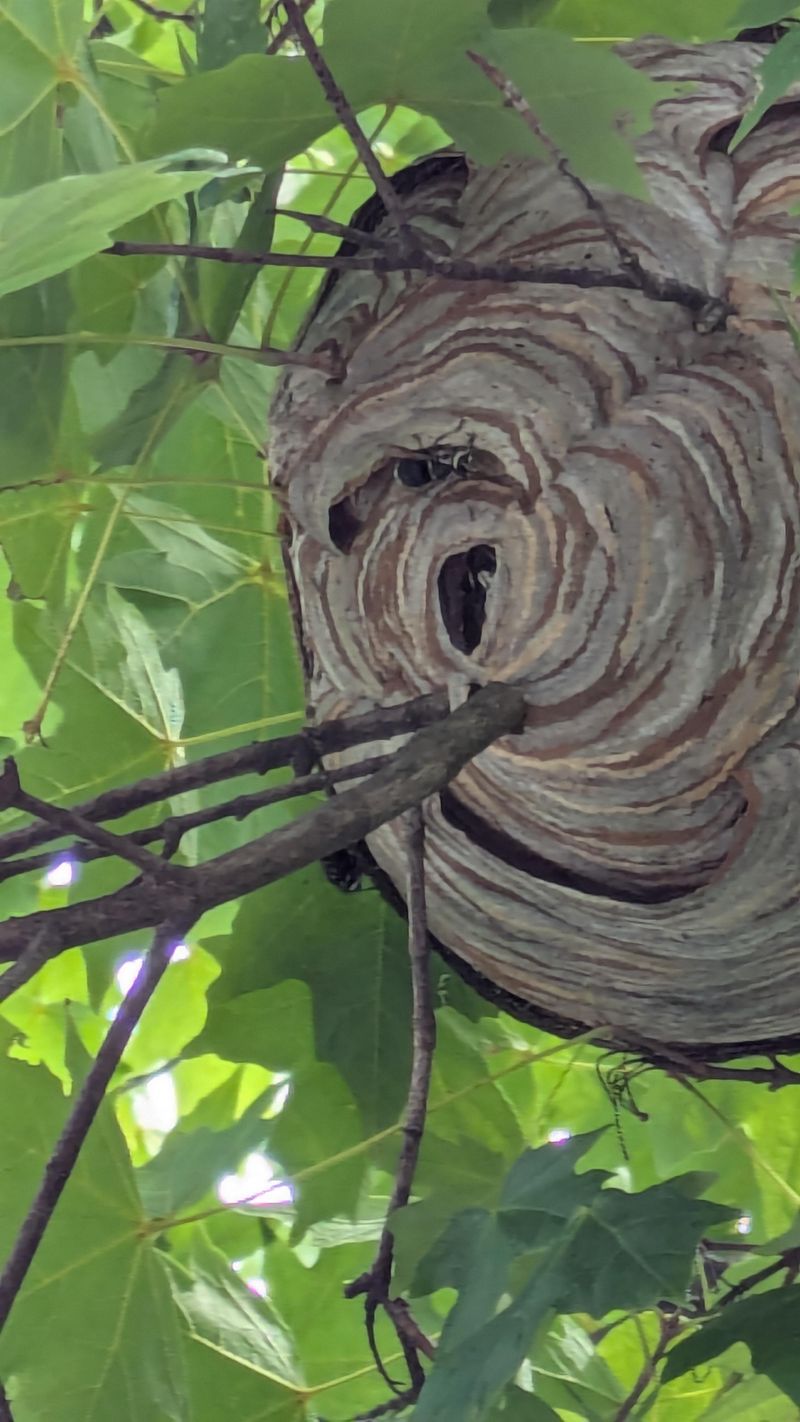 Paper Wasp Nests
